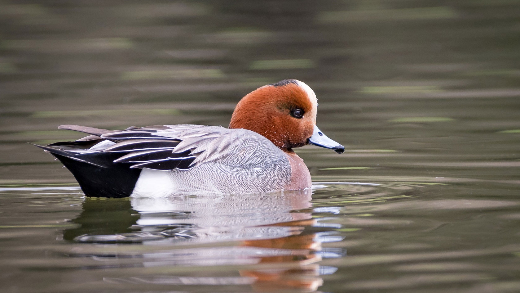 Wigogen Eurasian Wigeon | 探花精选 Field Guide