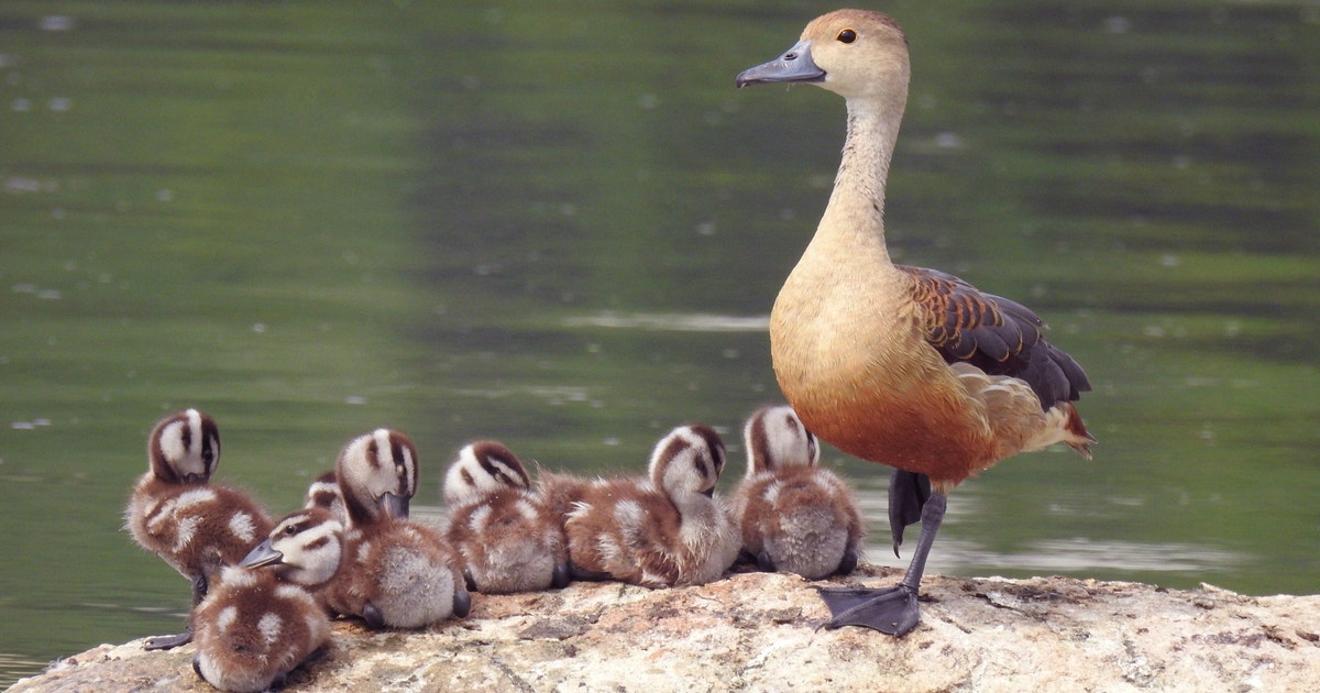 Fulvous Whistling-Duck | Audubon Field Guide