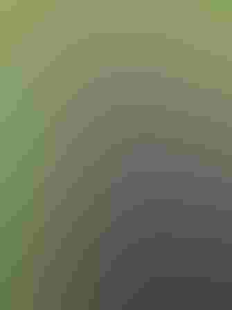 Adult. Photo: Becky Matsubara/Flickr (CC BY-2.0)