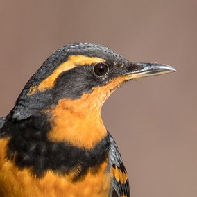 Varied Thrush