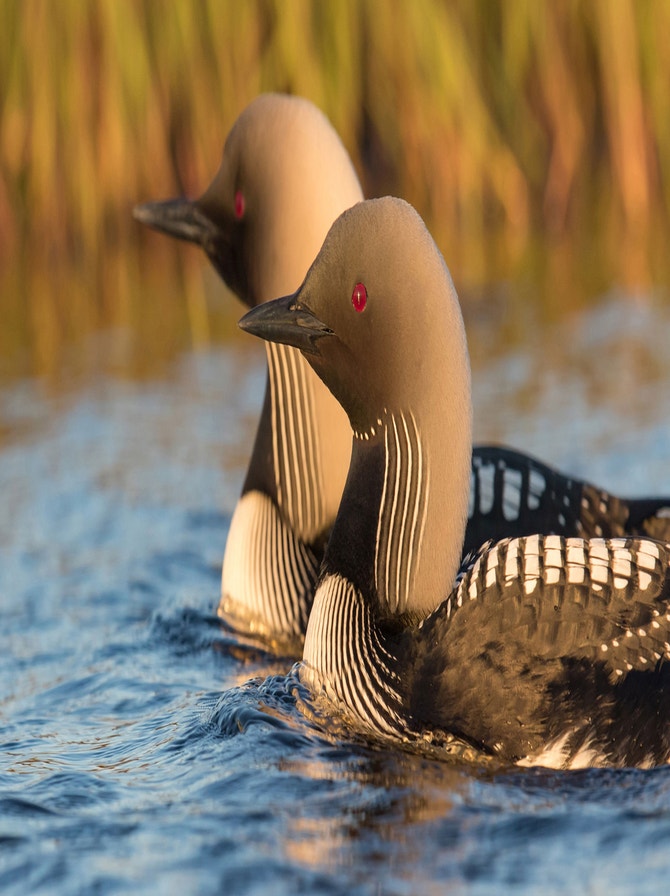 Loon Phoenix Loons | Audubon