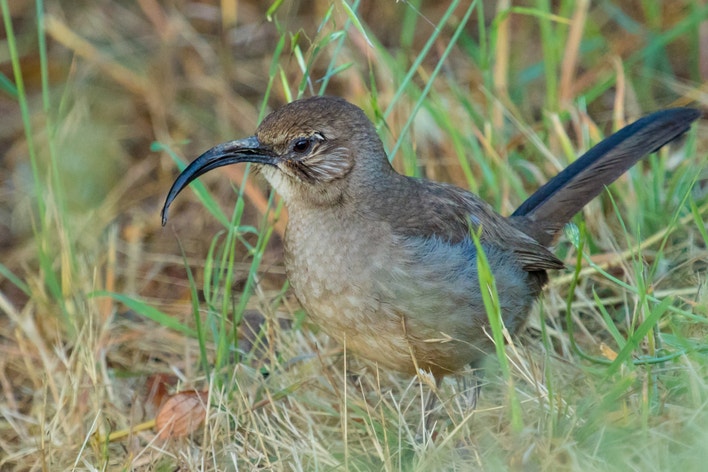 Adult. Foto: Chris Miller/³Ô¹ÏºÚÁÏ Photography Awards