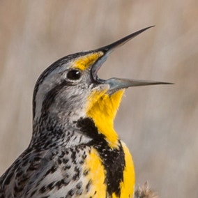 Western Meadowlark