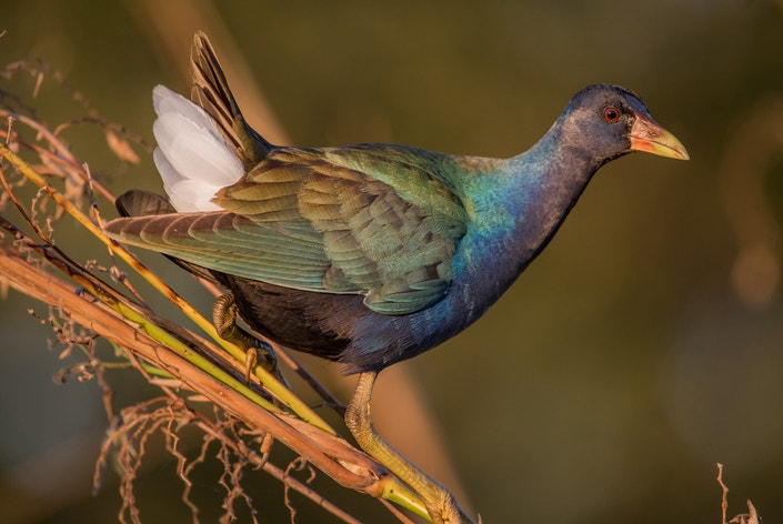 Molting immature. Foto: Hrishikesh Nulkar/ԹϺ Photography Awards