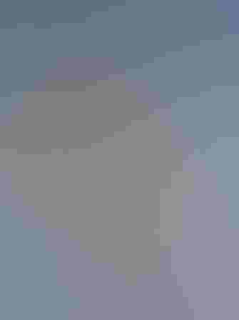 Breeding adult (dark morph). Photo: Melissa James/Audubon Photography Awards