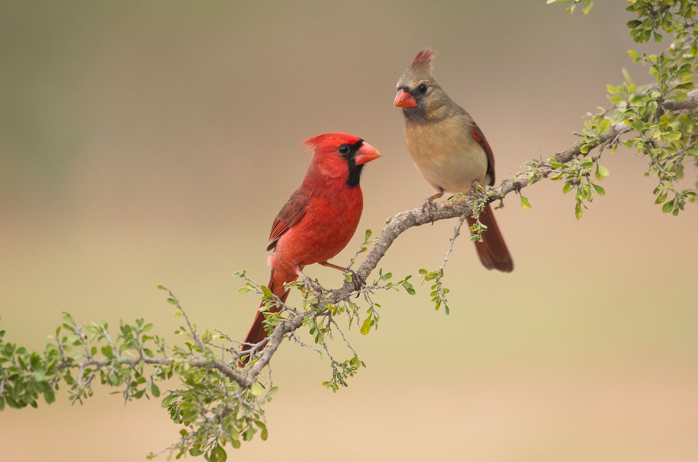 Northern Cardinal Audubon Field Guide Northern Cardinal Audubon Field Guide