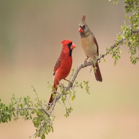 Northern Cardinal Audubon Field Guide northern-cardinal-audubon-field-guide