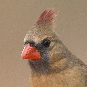 Northern Cardinal