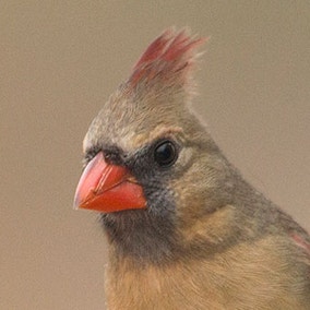 Cardenal Rojo