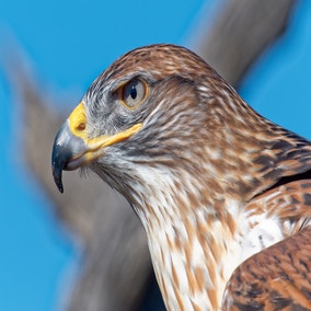 Ferringulus Hawk Ferruginous Hawk | Audubon Field Guide