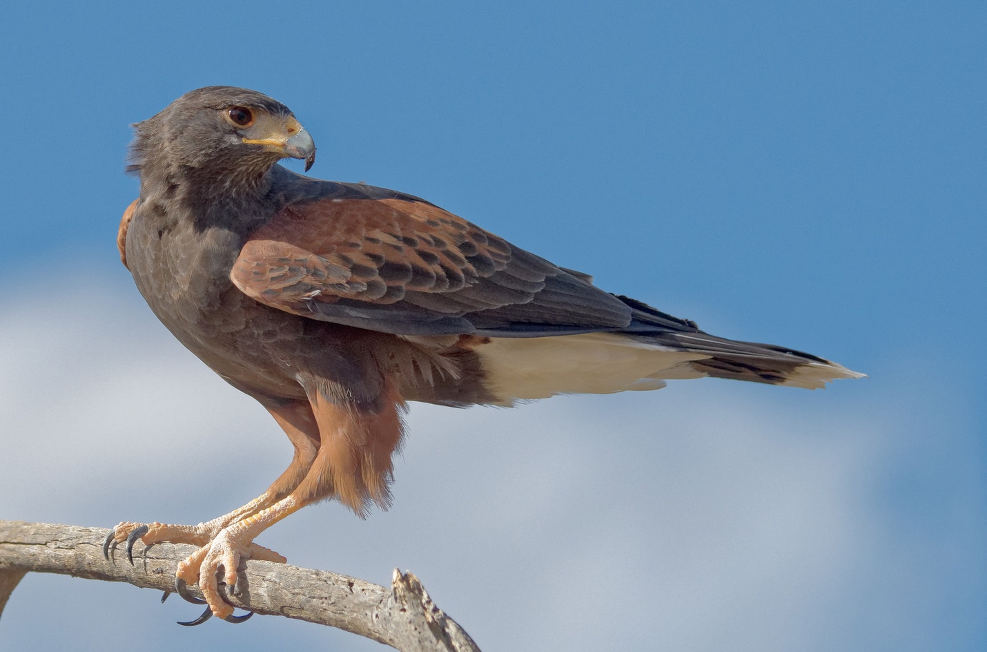 Harris s Hawk Audubon Field Guide harris-s-hawk-audubon-field-guide
