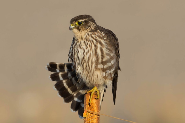 Female or juvenile. Photo: Kyle Kusa/Audubon Photography Awards