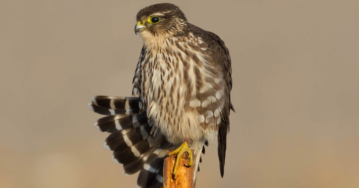 Merlin | Audubon Field Guide