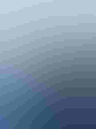 Non-breeding adult. Photo: Franklin Abbott/Audubon Photography Awards