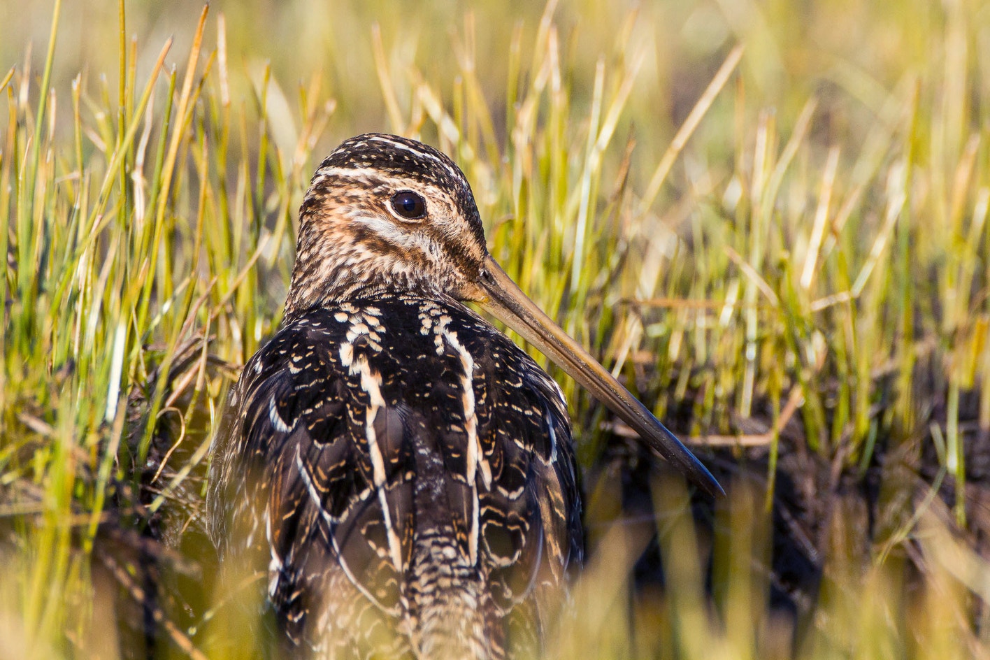 Common Snipe Habitat Images