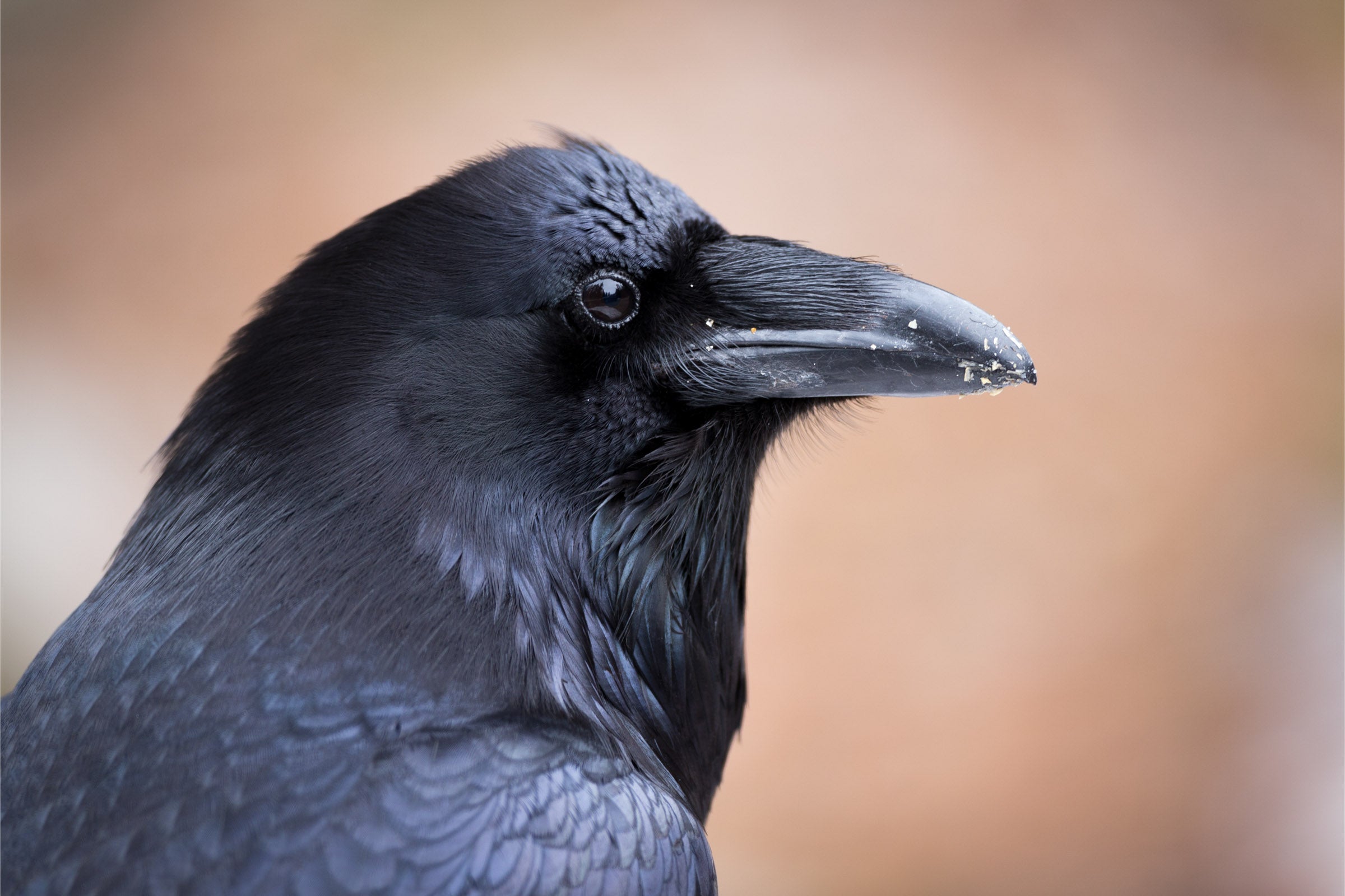 Common Raven Audubon Field Guide