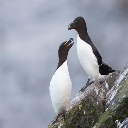 Auckbill Razor Razor Bill | John James Audubon's Birds of America