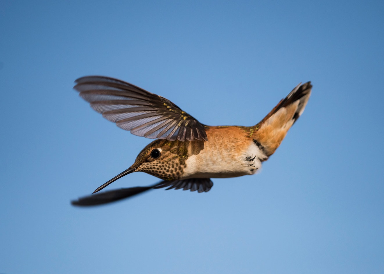 Female Rufeous Rufous Hummingbird | Audubon Field Guide