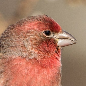 House Finch
