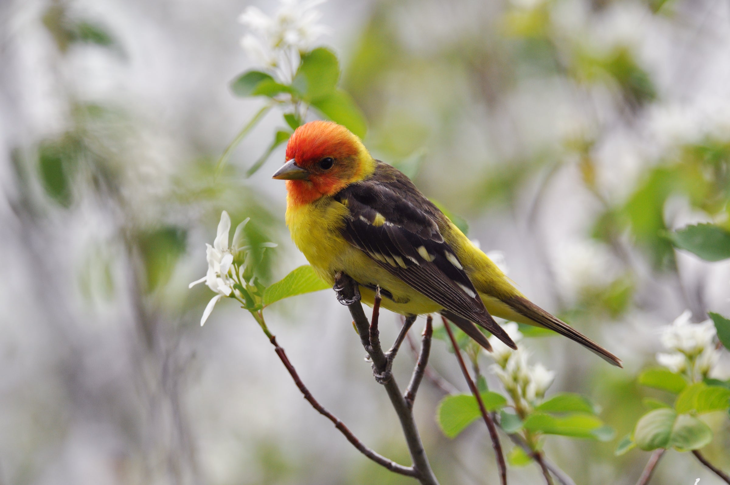 What Do Western Tanagers Eat