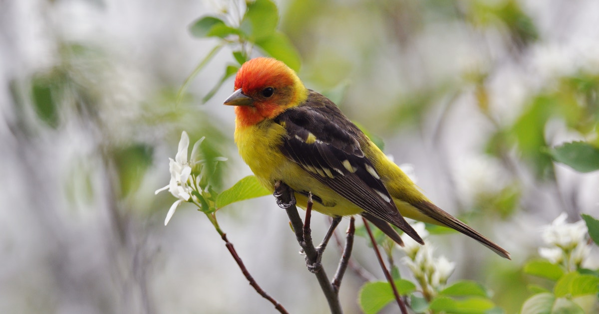 www.audubon.org