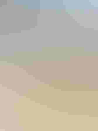 Adult. Photo: Melissa James/Audubon Photography Awards