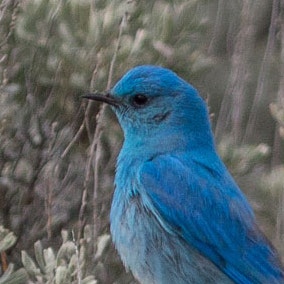 Mountain Bluebird