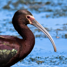 White-faced Ibis