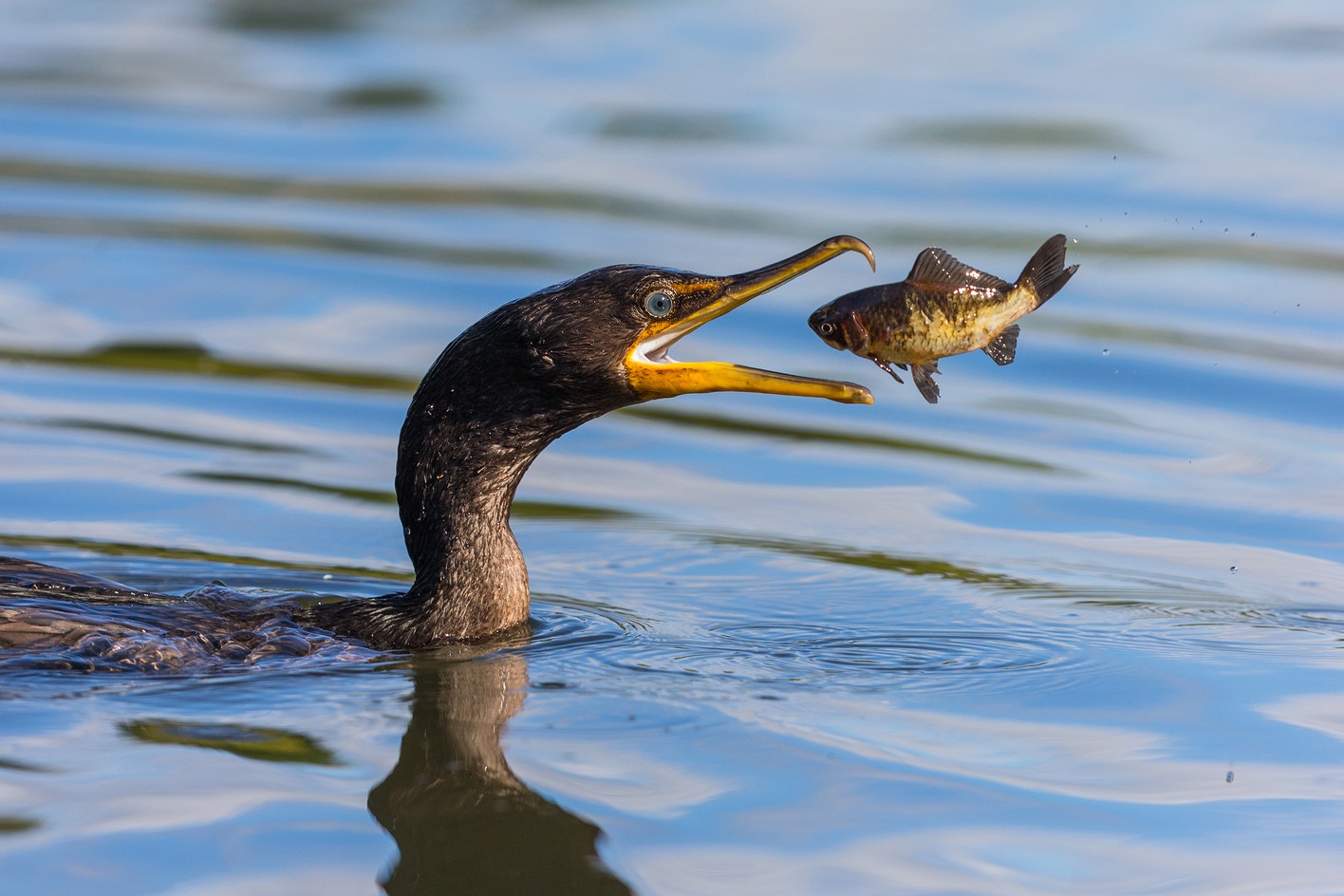 Cormorant Bird Brooklyn Bird Watch Double Crested Cormorant Bluedot cormorant-bird-brooklyn-bird-watch-double-crested-cormorant-bluedot