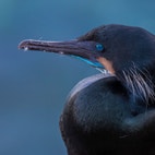 Brandt's Cormorant | Audubon Field Guide
