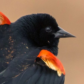Red-winged Blackbird