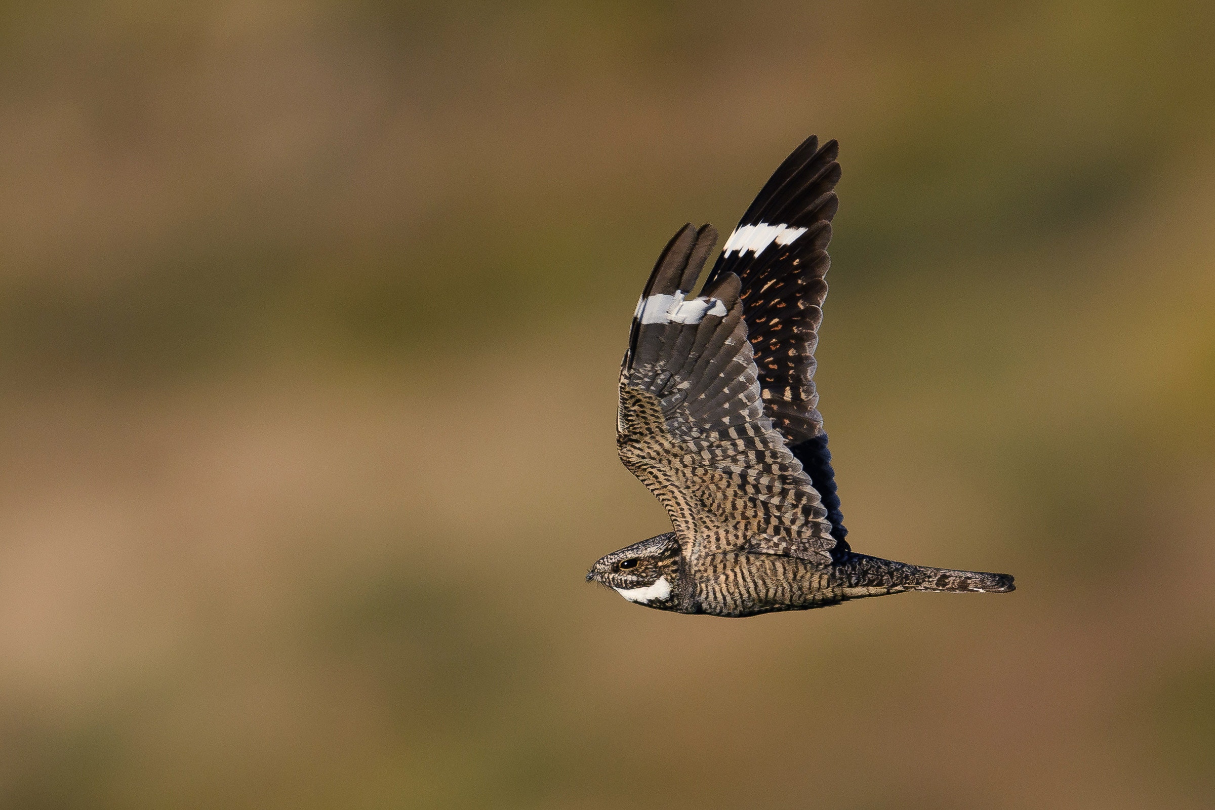 Lesser Nighthawk | Audubon Field Guide