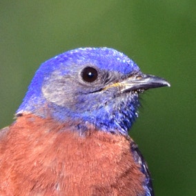 Western Bluebird