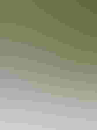 Breeding adult and juvenile. Photo: Anja Trepper/Audubon Photography Awards