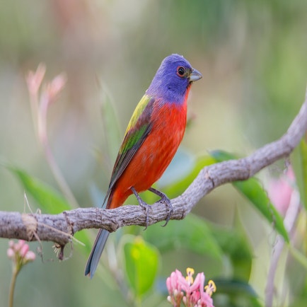Rust Color Bird Florida Birds of Florida | Audubon