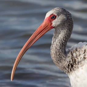 White Ibis