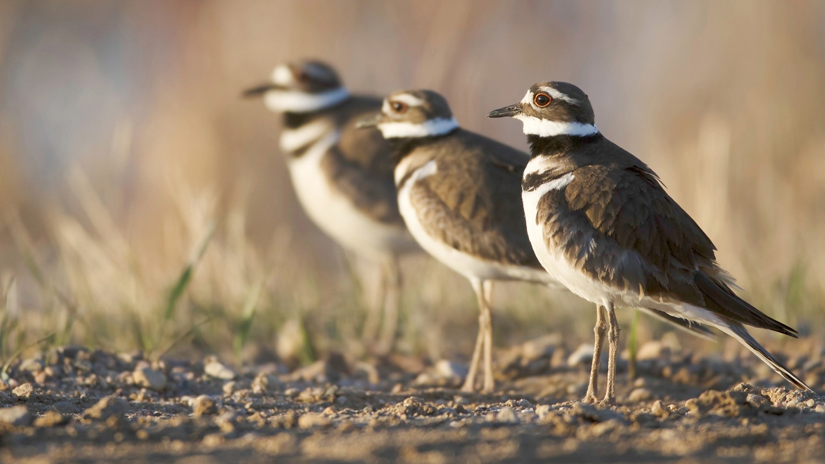 Killdeer Range Killdeer | Audubon Field Guide