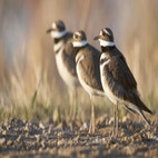 Killdeer Range Killdeer | Audubon Field Guide