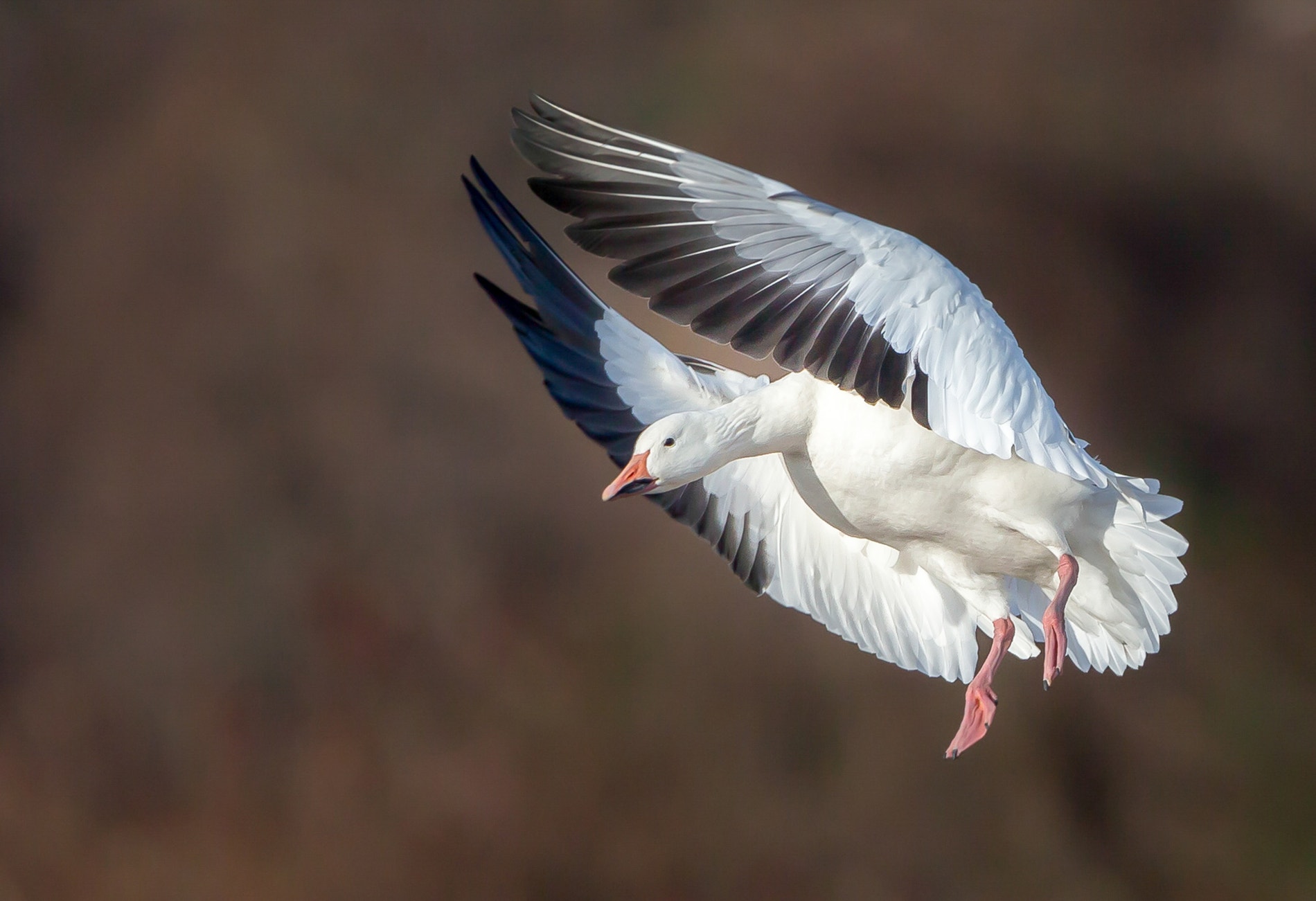 Goose Cold Snow Goose | 探花精选 Field Guide