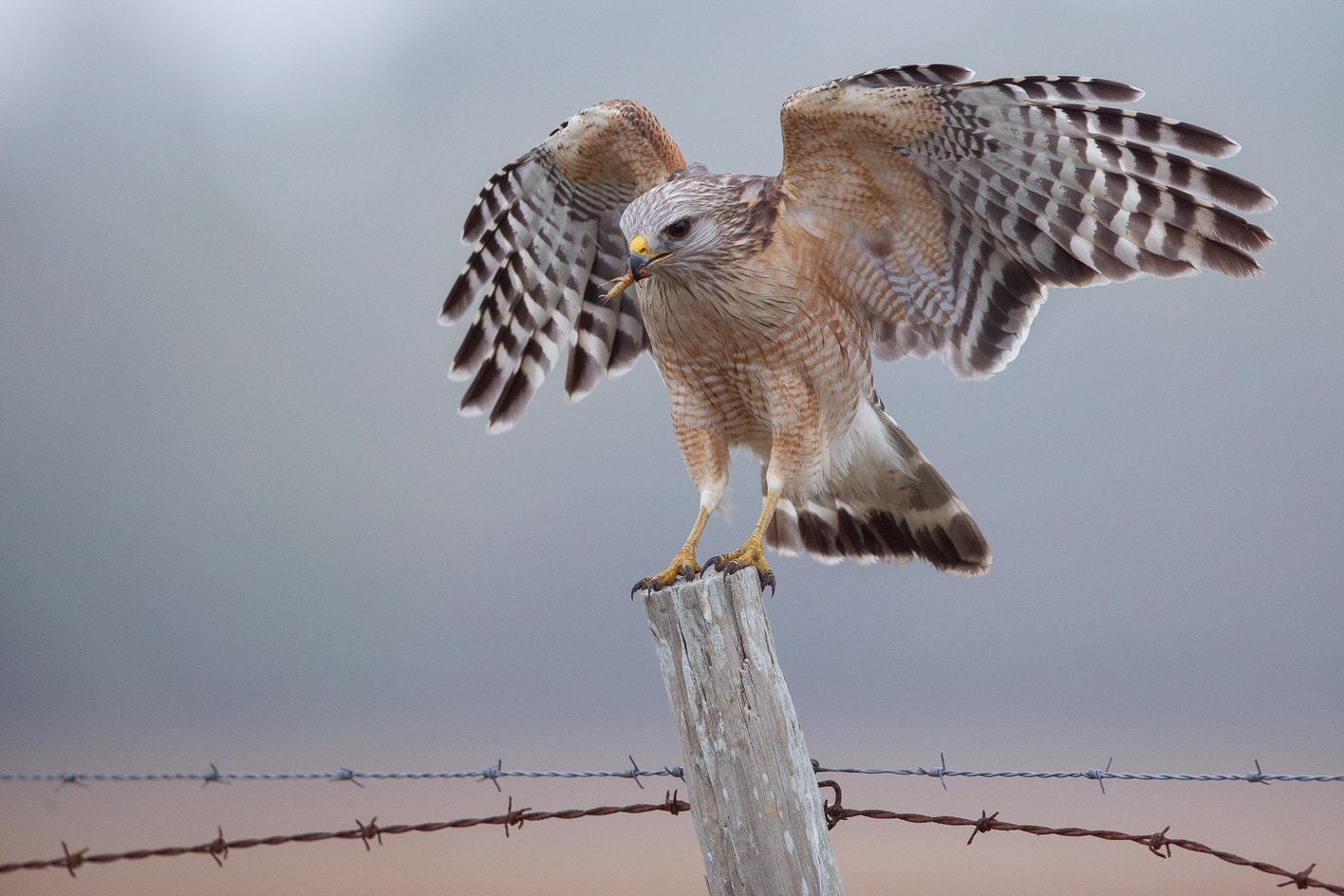 Geide Hawk Red-shouldered Hawk | Audubon Field Guide
