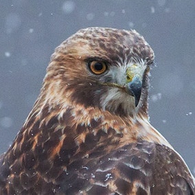 Red-tailed Hawk