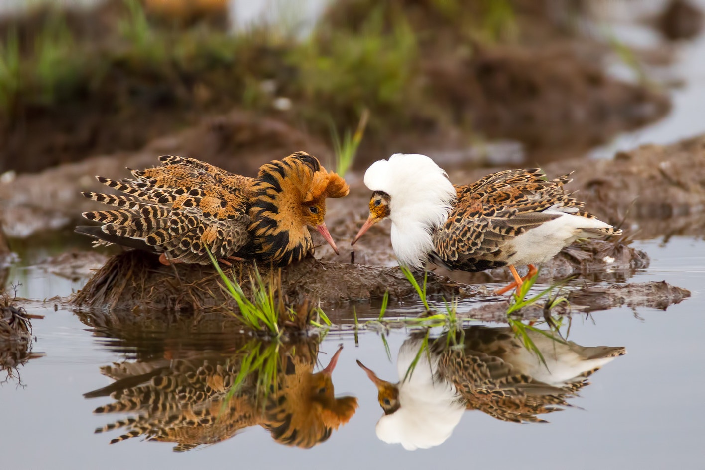 Bird Ruff's Polymorphism Ruff | Audubon Field Guide