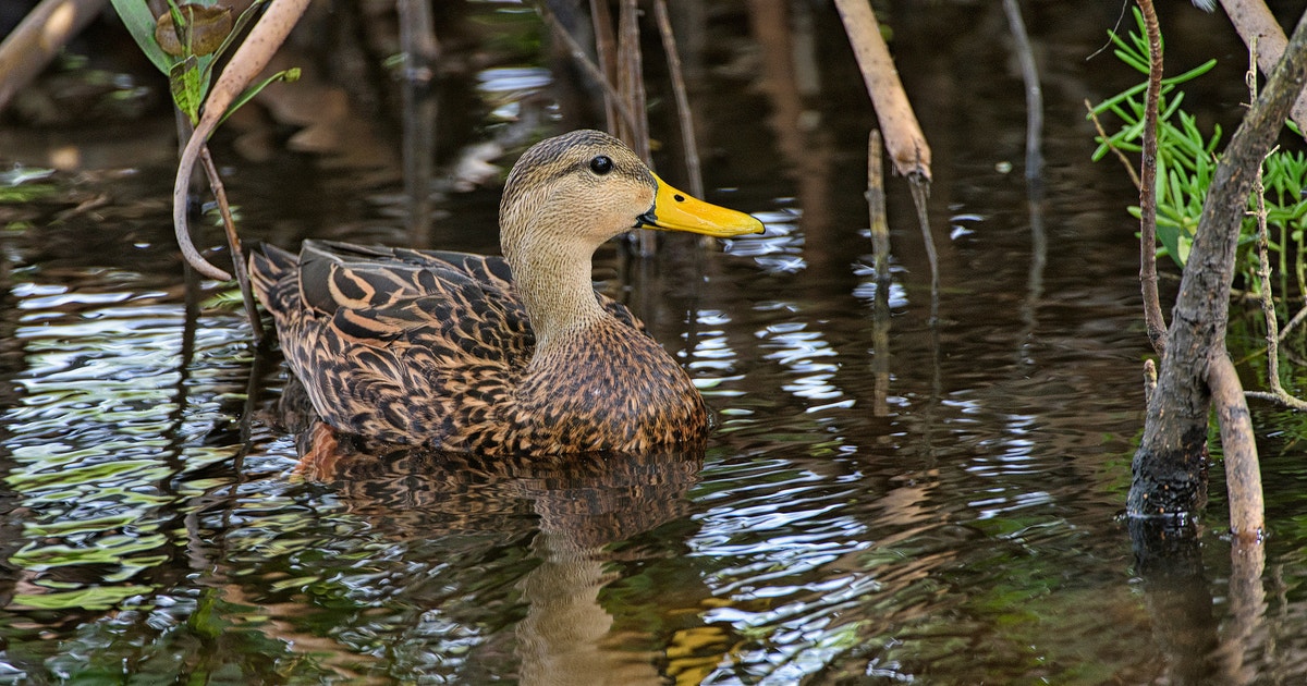 Moteld Mottled Duck | 探花精选 Field Guide
