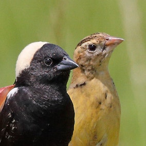 Bobolink