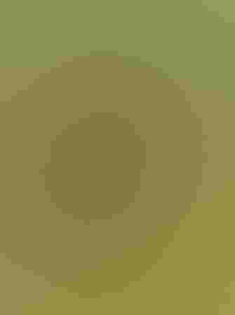 Bobolink