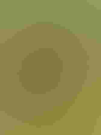 Bobolink