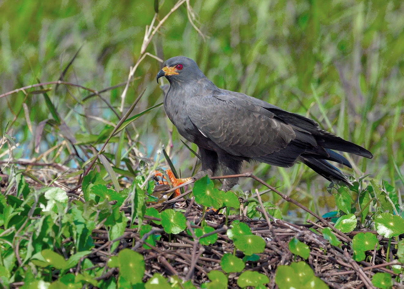 Snail Kite Audubon Field Guide Snail Kite Audubon Field Guide