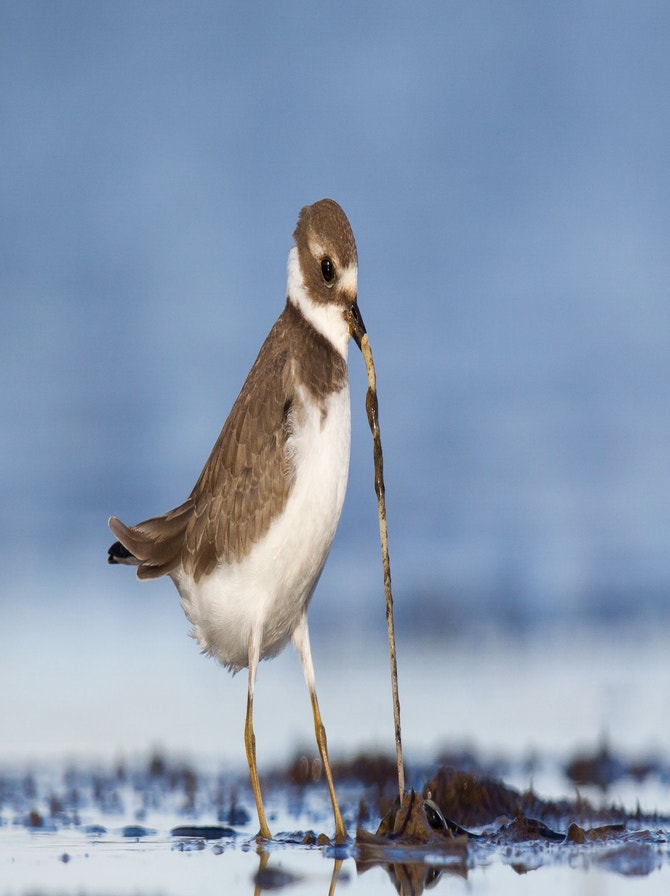 Plover Definition Plovers | Audubon