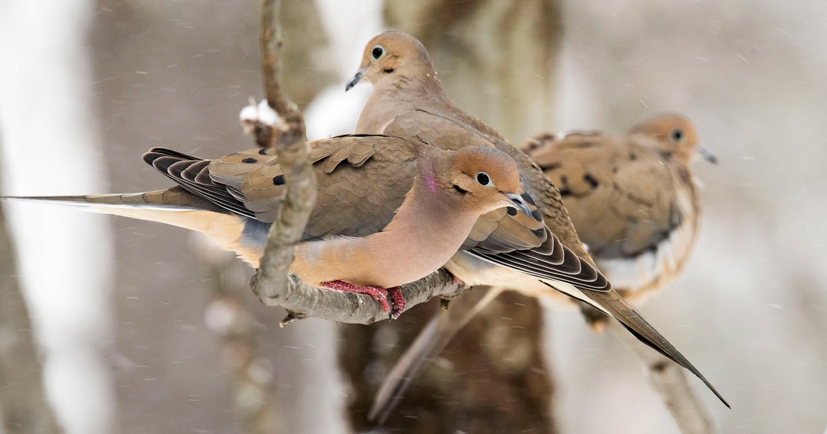 Moarning Bird Mourning Dove | Audubon Field Guide