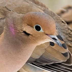 Mourning Dove